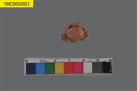 藏品(扇蟹科)的圖片